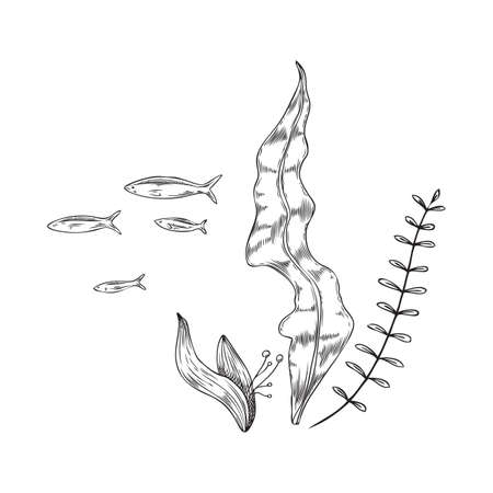 Seaweeds with fish floating at backdrop, sketch vector illustration isolated.のイラスト素材