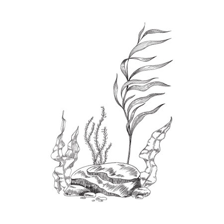 Underwater seascape with algae and rocks, sketch vector illustration isolated.のイラスト素材