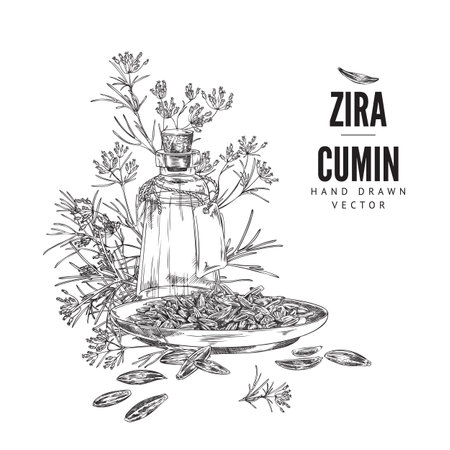 Hand drawn cumin oil bottle with plant and seeds, sketch vector illustration on white background.のイラスト素材