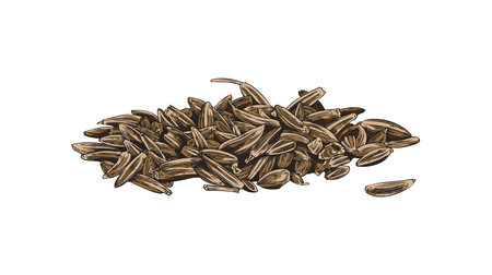 Cumin seeds pile, aromatic spice or condiment - sketch vector illustration isolated on white...