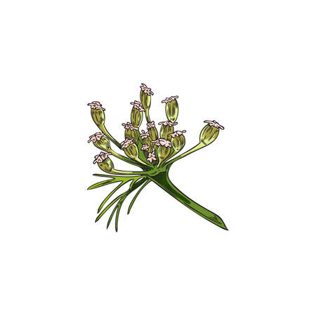 Blooming inflorescence cumin or caraway hand drawn vector illustration isolated.のイラスト素材