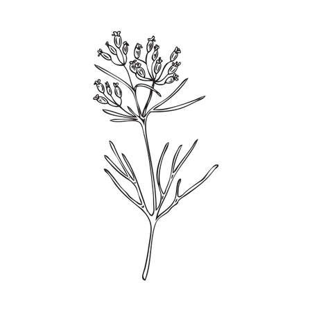 Sprig of cumin or caraway with flowers engraved vector illustration isolated.のイラスト素材