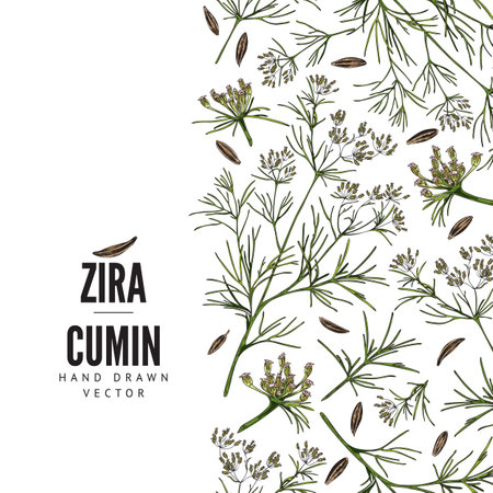 Seamless vertical border with hand drawn cumin sketch styleのイラスト素材