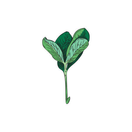 Fenugreek or basil hand drawn leaves, colored sketch vector illustration isolated on white background.のイラスト素材
