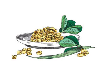Hand drawn colorful fenugreek seeds in plate, green leaves sketch styleのイラスト素材