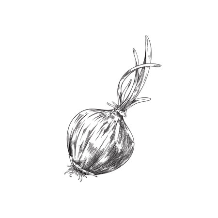 Hand drawn monochrome onion sketch style, vector illustrationのイラスト素材