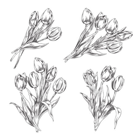 Tulips bouquets set of blooming flowers, sketch vector illustration isolated.のイラスト素材
