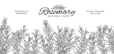 Rosemary herbs seamless border design, sketch vector illustration isolated.のイラスト素材