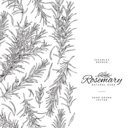 Rosemary shrub seamless vertical hand drawn border sketch vector illustration.のイラスト素材