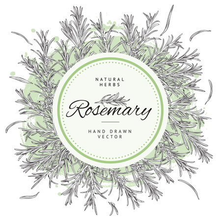 Rosemary natural herb banner, circle frame with text - sketch vector illustration on white background.のイラスト素材