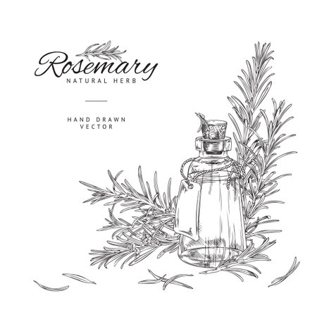 Rosemary plant and oil bottle, poster template with copy space for text, sketch vector illustration.のイラスト素材