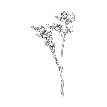 Parsley fresh single twig cooking herb hand drawn vector illustration isolated.のイラスト素材