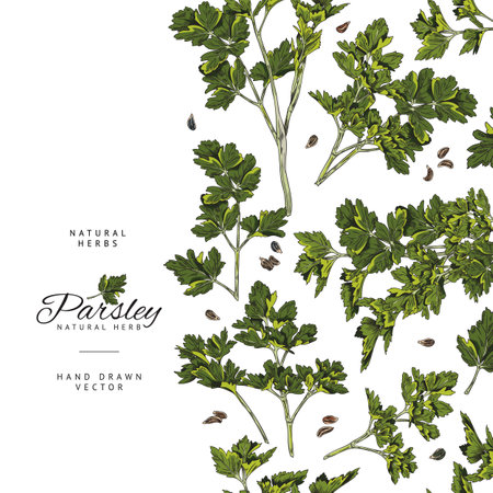 Parsley aromatic herb seamless vertical border sketch vector illustration.のイラスト素材