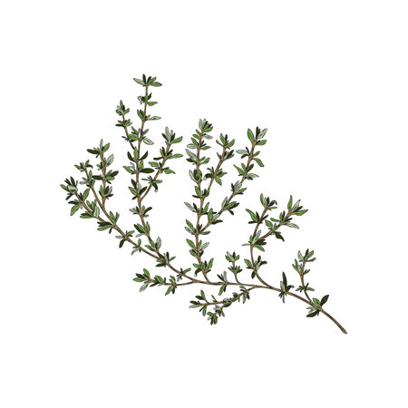 Hand drawn thyme stem with leaves, colored sketch vector illustration isolated on white background.のイラスト素材