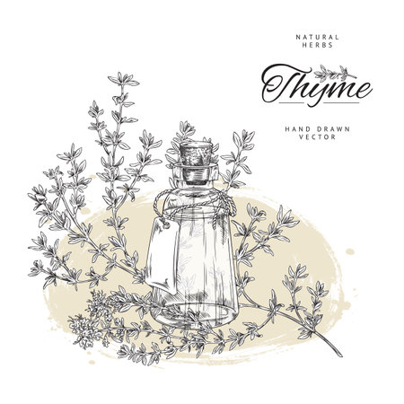 Thyme cooking oil label or banner mockup sketch vector illustration isolated.のイラスト素材
