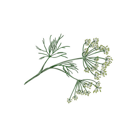 Green single branch of dill plant hand drawn vector illustration isolated.のイラスト素材