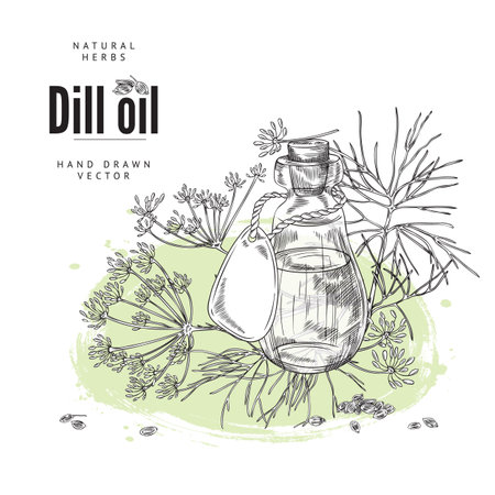 Dill food and medicinal aromatic oil badge or banner sketch vector illustration.のイラスト素材