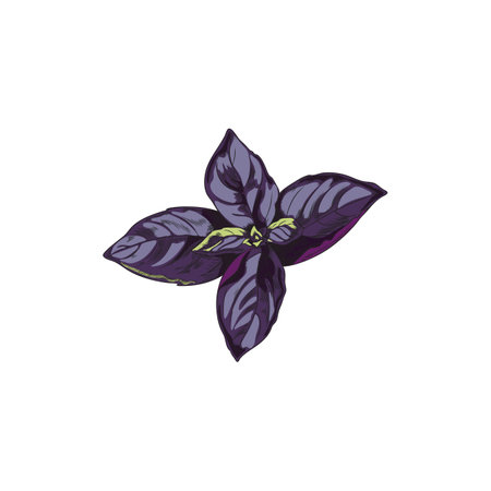 Red basil top part of plant sketch hand drawn vector illustration isolated.のイラスト素材