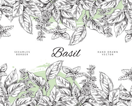 Basil seamless border template ink sketch style vector illustration isolated.のイラスト素材