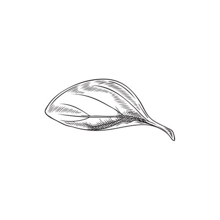 Hand drawn monochrome oregano leaf closeup sketch styleのイラスト素材