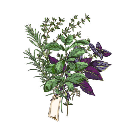Hand drawn colorful bundle of provencal herbs sketch styleのイラスト素材
