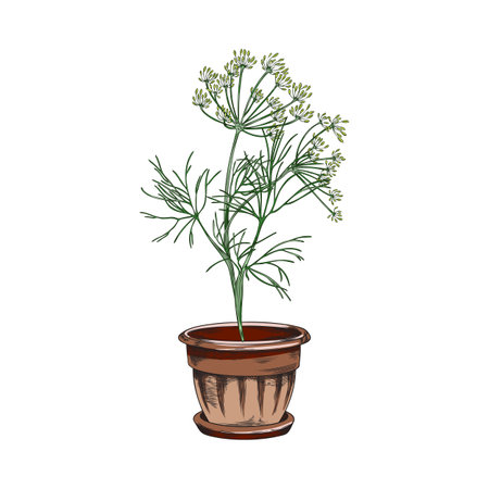 Dill edible cooking plant growing in pot sketch vector illustration isolated.のイラスト素材