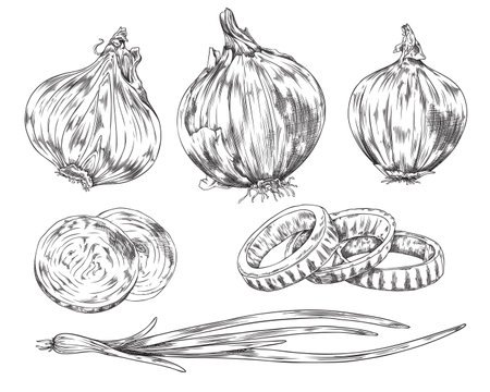 Hand drawn onion bulbs and green onion stalks, ink sketch vector isolated.のイラスト素材
