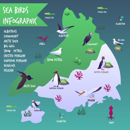 Seabirds map infographic, flat vector illustration isolated on white background.のイラスト素材