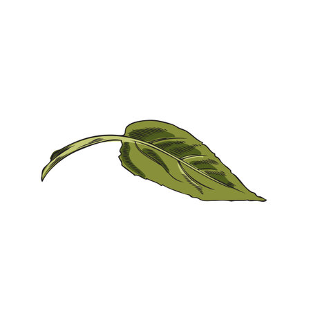 Single green fresh leaf of sunflower hand drawn vector illustration isolated.のイラスト素材
