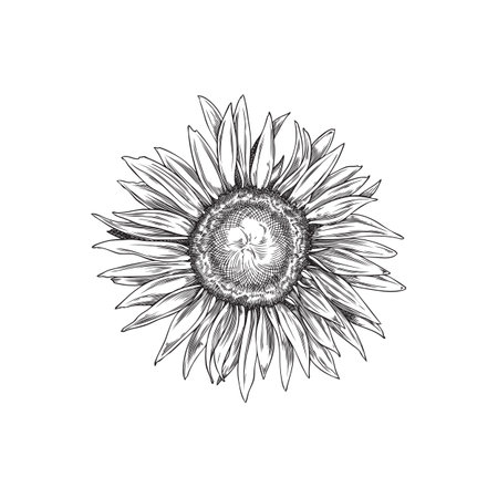 Head of a blooming sunflower hand drawn engraving vector illustration isolated.のイラスト素材