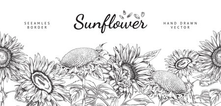 Sunflower seamless border, hand draw sketch vector illustration on white background.のイラスト素材