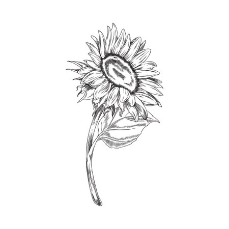 Blooming open sunflower on stem engraving style vector illustration isolated.のイラスト素材