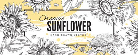 Organic sunflower plant banner in hand drawn sketch style, vector illustration.のイラスト素材