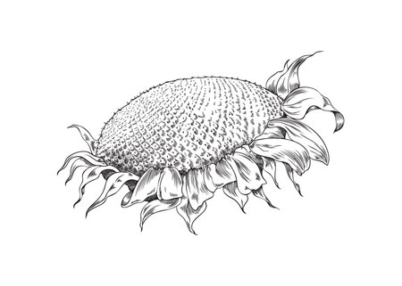 Ripe open sunflower with seeds hand drawn vector illustration isolated.のイラスト素材