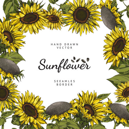 Sunflowers banner or card with space for text or brand name, vector illustration.のイラスト素材
