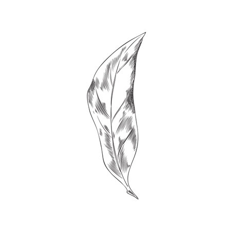 Clove plant leaf hand drawn monochrome vector illustration isolated on white.のイラスト素材