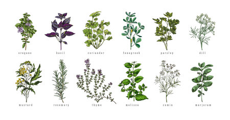 Set of hand drawn colorful herbs with titles sketch styleのイラスト素材
