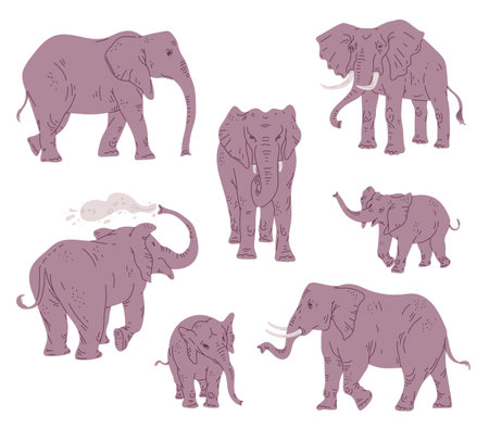 Set of elephants in various poses, flat vector illustration isolated on white background.のイラスト素材