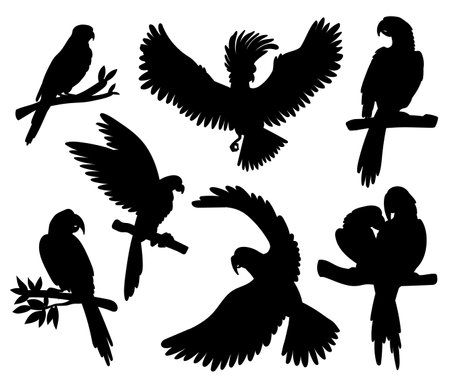 Tropical birds and parrots black silhouettes set, vector illustration isolated.のイラスト素材