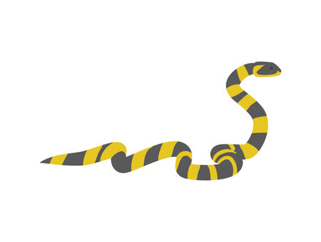 Banded krait snake - flat vector illustration isolated on white background.