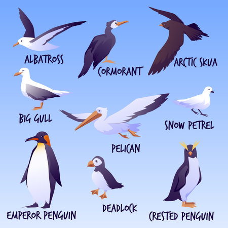 Sea birds infographic set, flat vector illustration isolated.のイラスト素材
