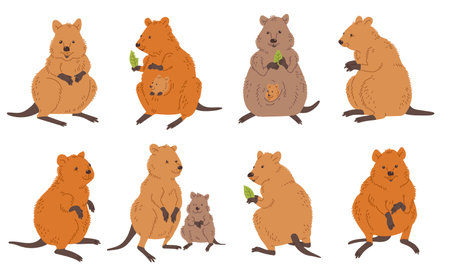 Set of cute quokka animals in different poses flat styleのイラスト素材