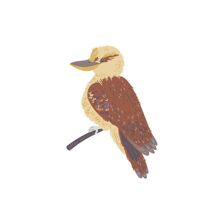 Hand drawn kookaburra bird, flat vector illustration isolated on white background.のイラスト素材