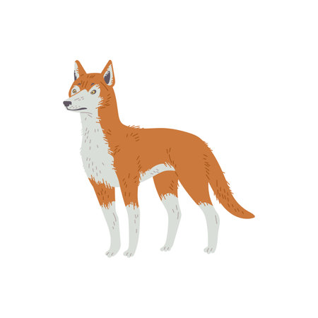 Standing dingo dog Australian animal flat style, vector illustrationのイラスト素材