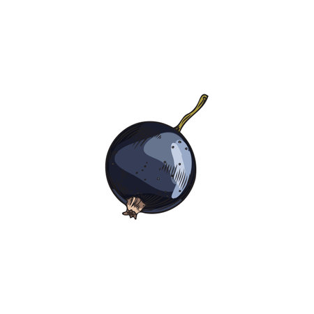 Vector isolated illustration of hand drawn colored sketch of black currant, One realistic black berry on white backgroundのイラスト素材