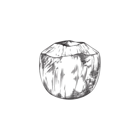 Sketch of vector open, cut coconut, hand drawn tropical exotic coconut cocktails, Vector illustration isolated on white backgroundのイラスト素材
