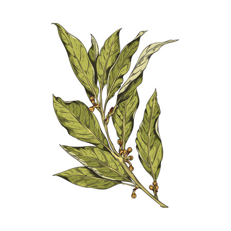 Vector sketch fragrant bay leave isolated illustration, dry branch of bay leaf with corns, pepper on white backgroundのイラスト素材