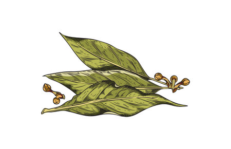 Hand drawn bay leaves in colored sketch style, vector illustration isolated on white background.のイラスト素材