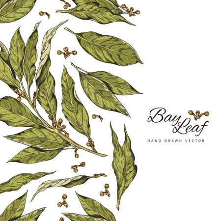 Set of hand drawn branch of bay leaf with corns, color vector realistic sketch illustration of bay laurel or laurus nobilis with letteringのイラスト素材