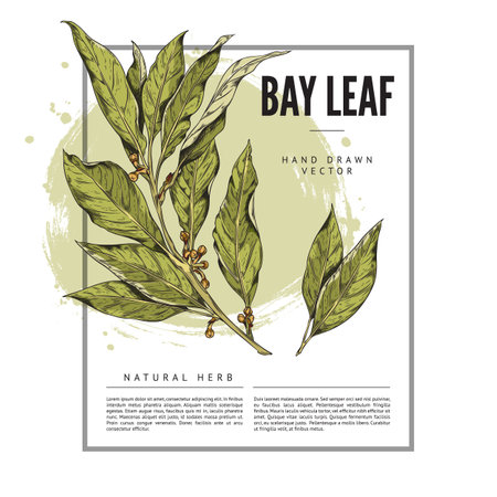 Bay leaf natural herb, banner with space for text, sketch vector illustration on white background.のイラスト素材